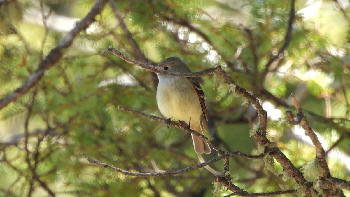 Hammond's Flycatcher - ML619698028