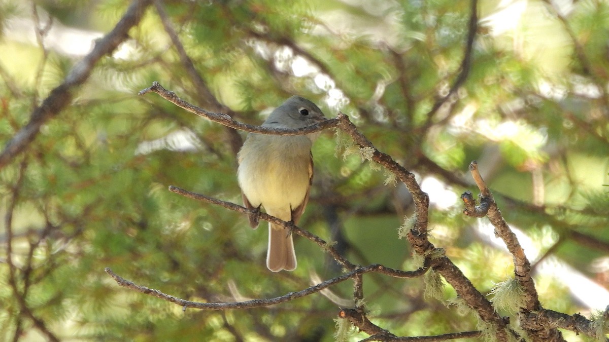 Hammond's Flycatcher - ML619698030