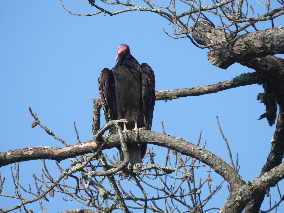 Turkey Vulture (Northern) - Kevin Rohling