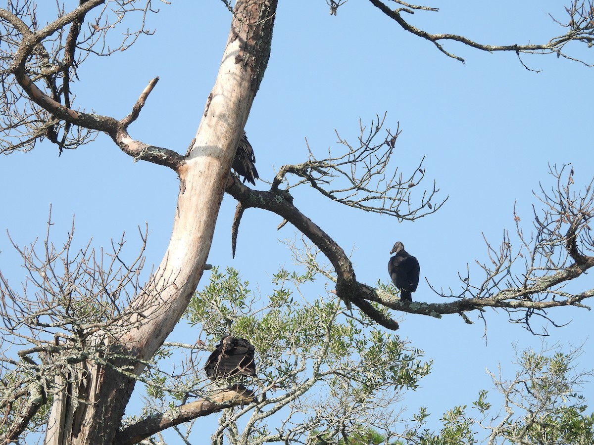 Black Vulture - ML619698048