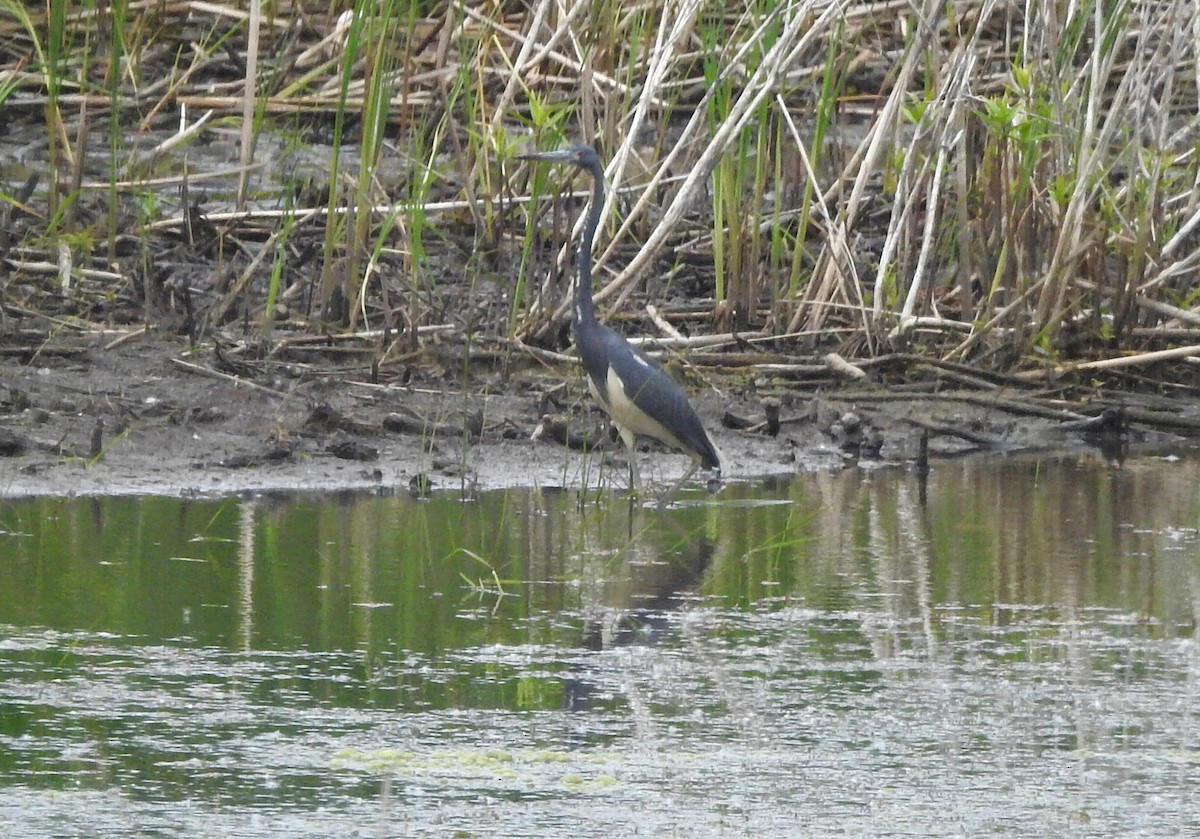 Tricolored Heron - ML619698051