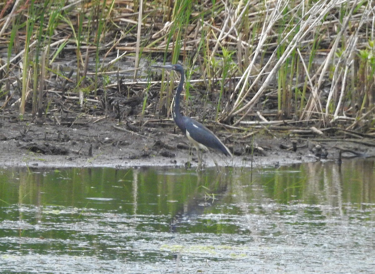 Tricolored Heron - ML619698052