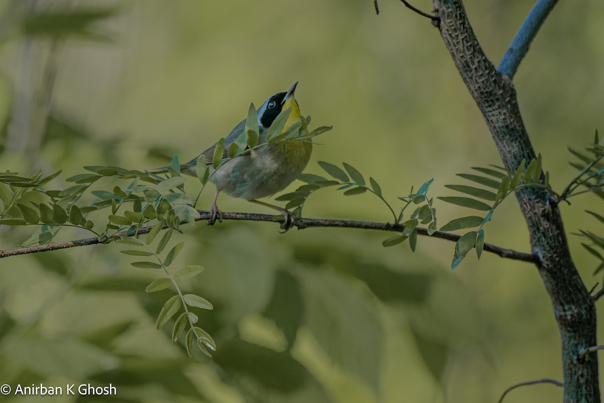 Common Yellowthroat - ML619698054