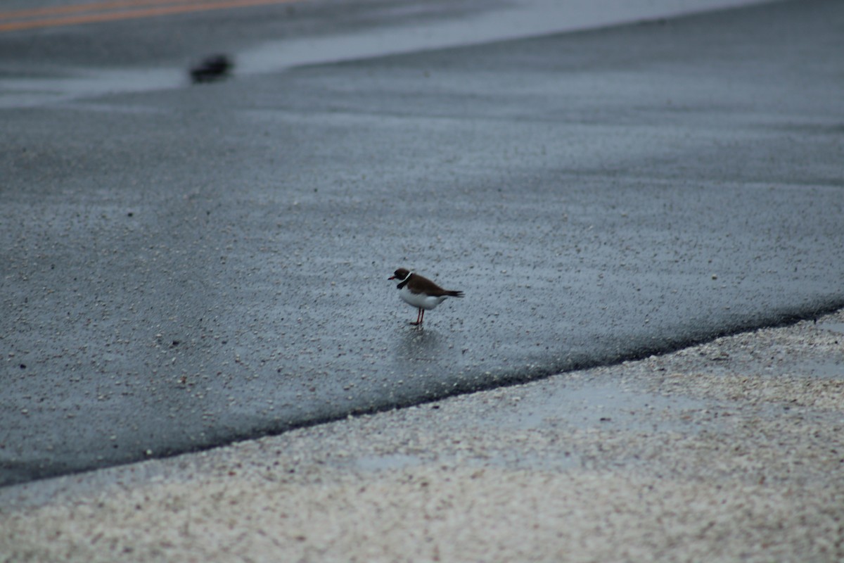 Semipalmated Plover - ML619698057