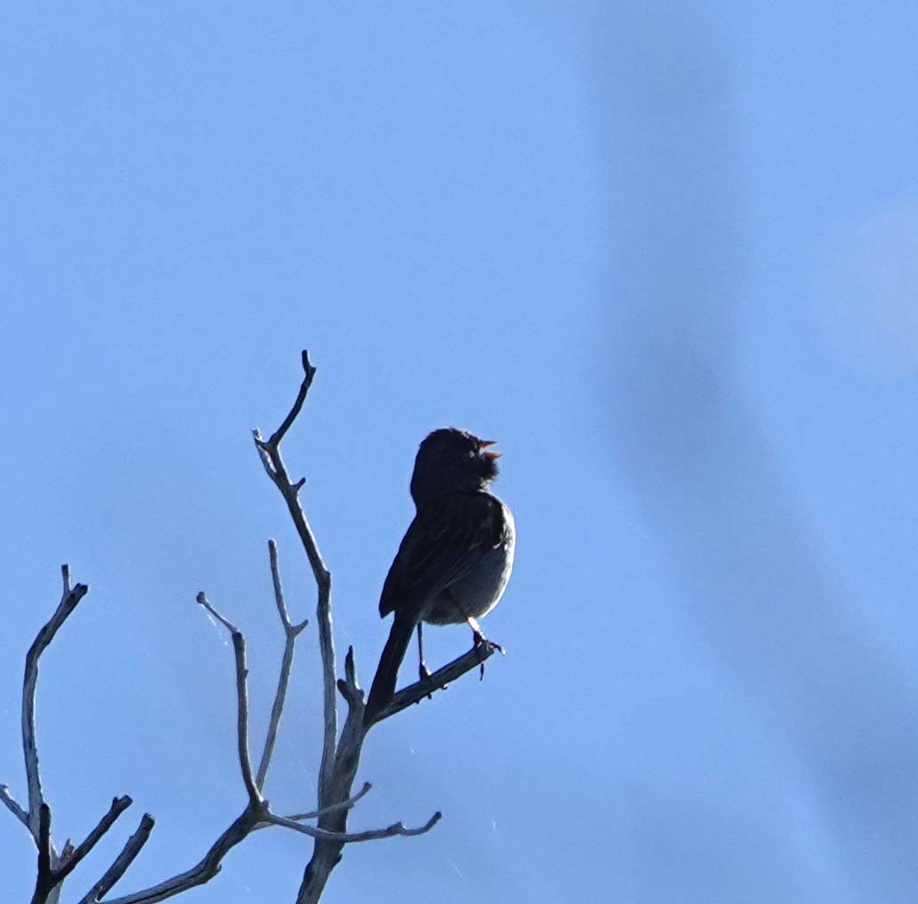 Black-chinned Sparrow - Karen Rush