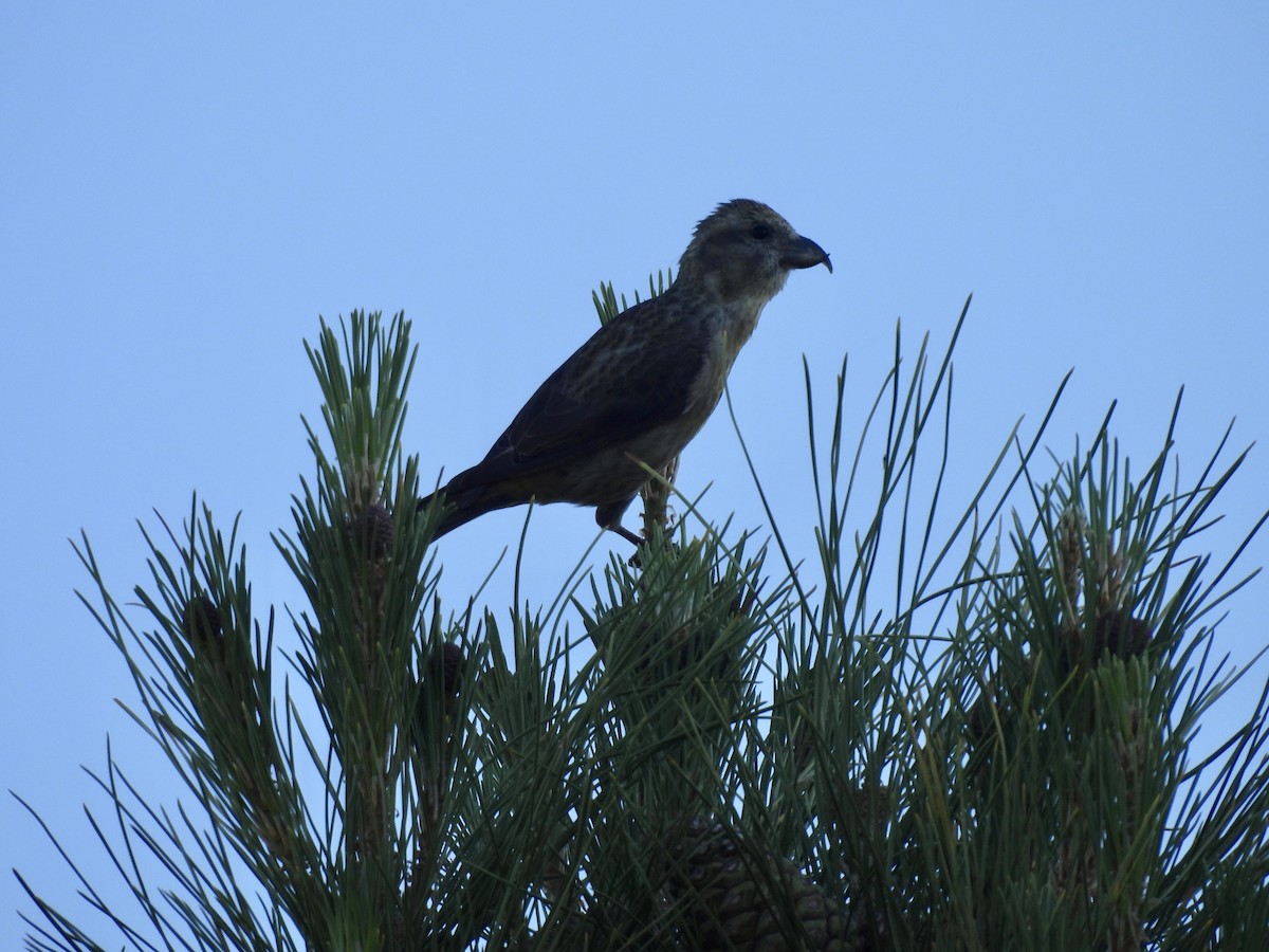 Red Crossbill - ML619698091