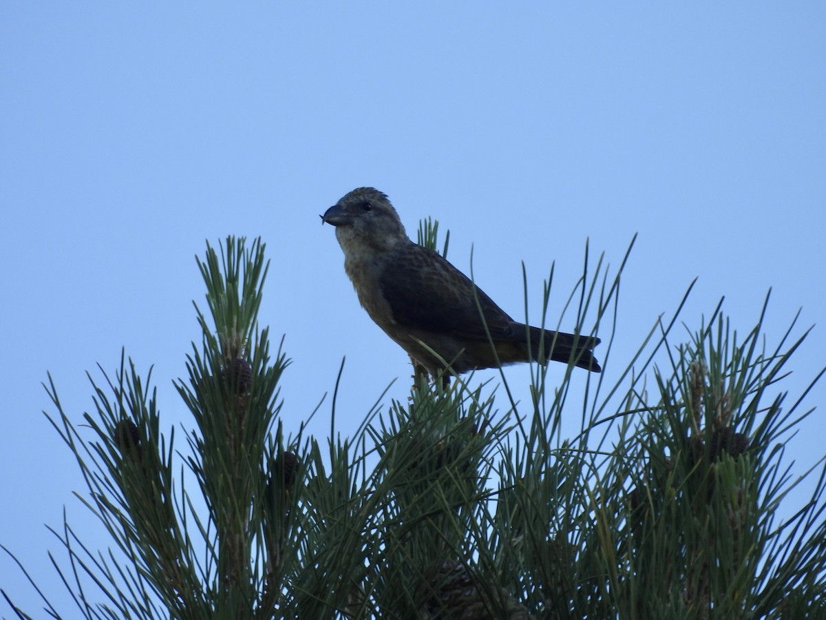 Red Crossbill - ML619698092