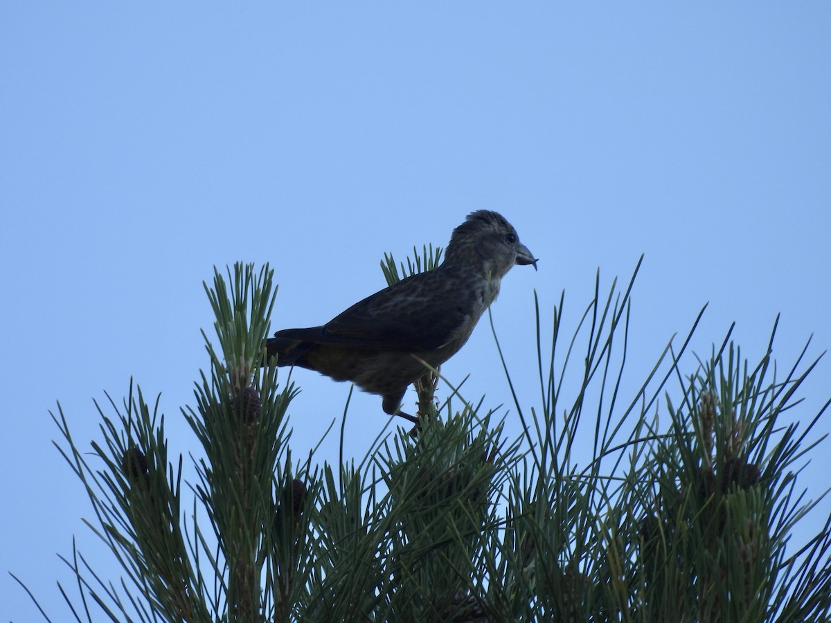 Red Crossbill - ML619698093