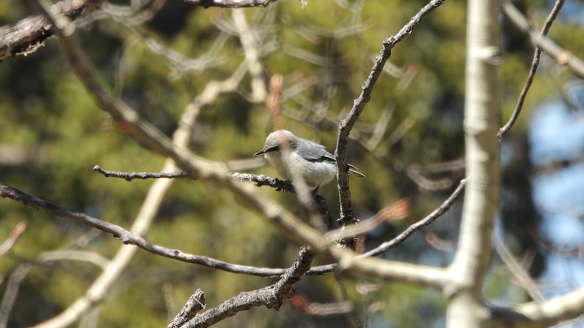 Pygmy Nuthatch - ML619698099