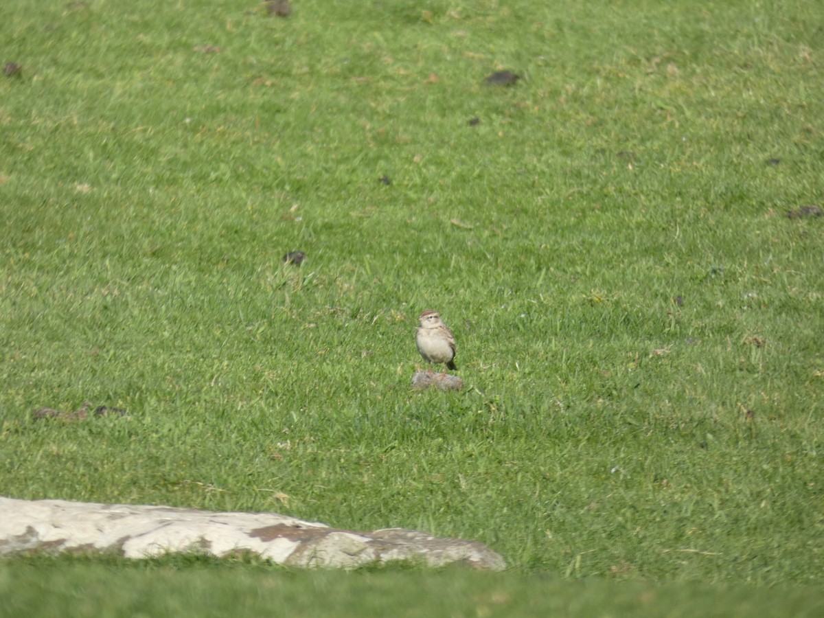 Greater Short-toed Lark - ML619698125