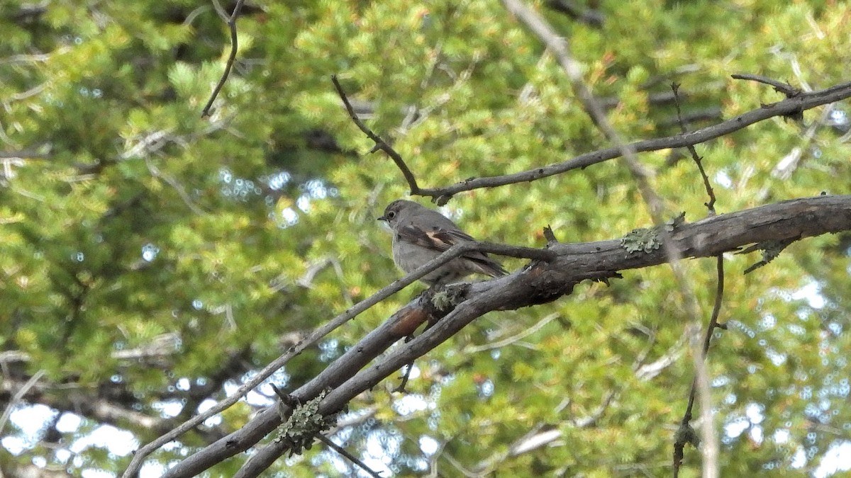 Townsend's Solitaire - ML619698140
