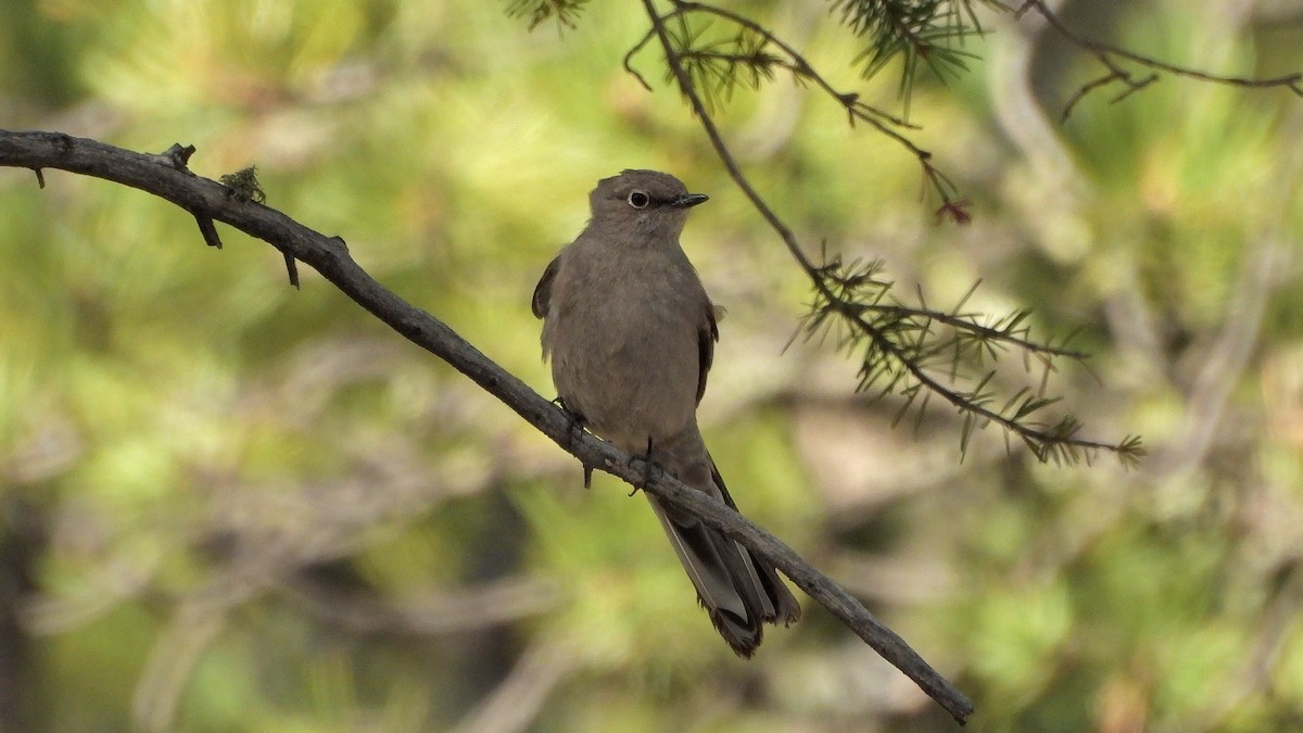 Townsend's Solitaire - ML619698142