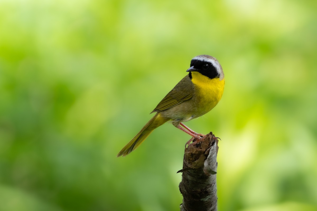 Common Yellowthroat - Brady O'Brien