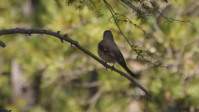 Townsend's Solitaire - ML619698150