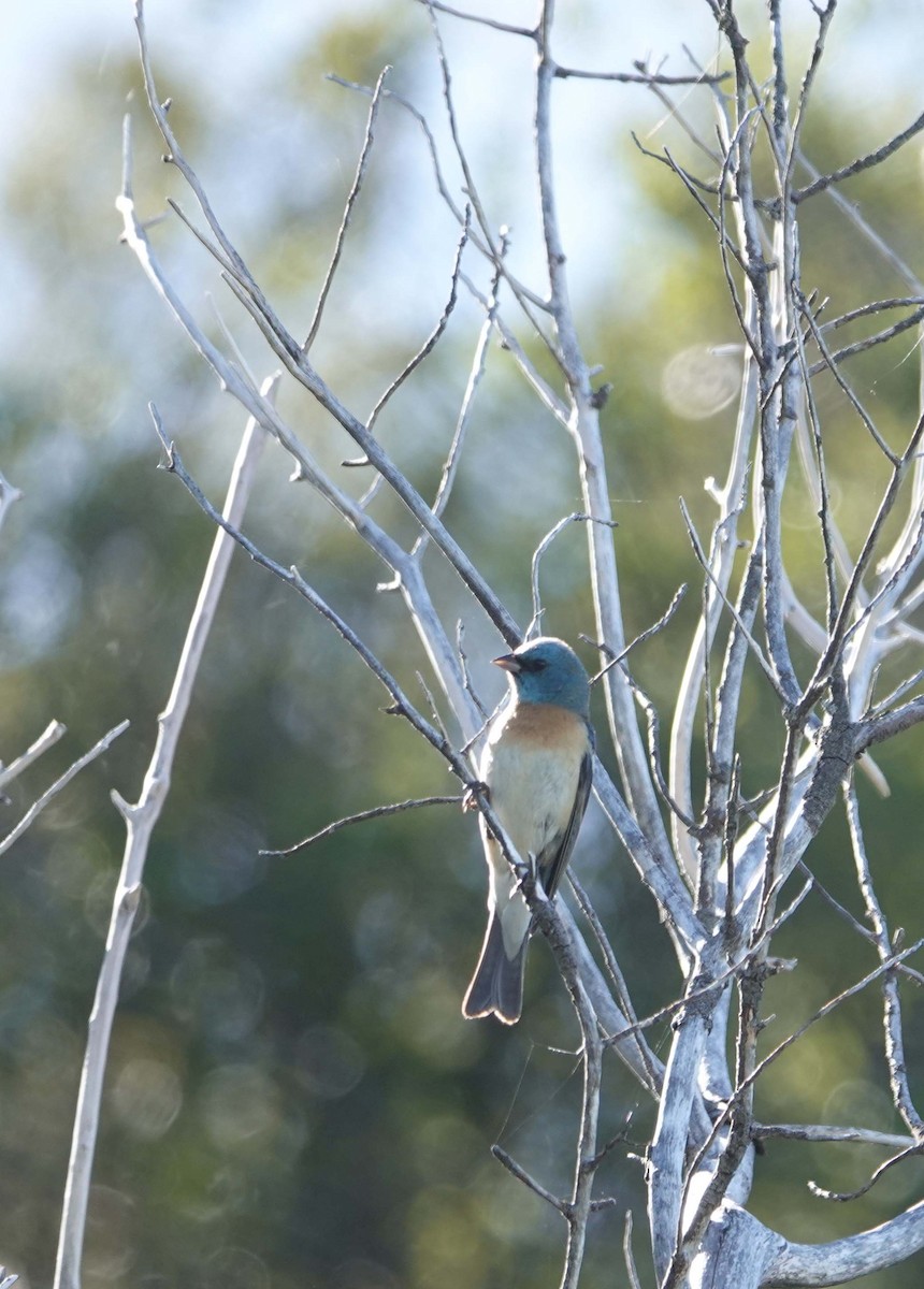 Lazuli Bunting - ML619698168