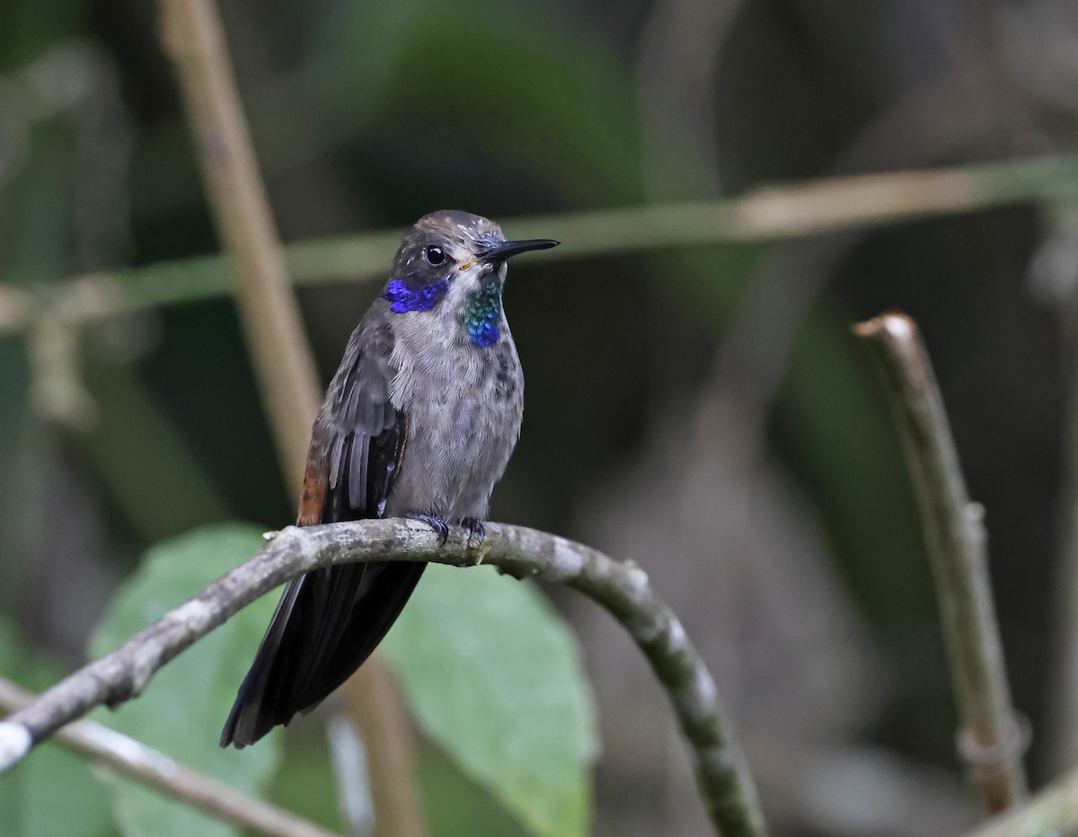 Brown Violetear - ML619698173