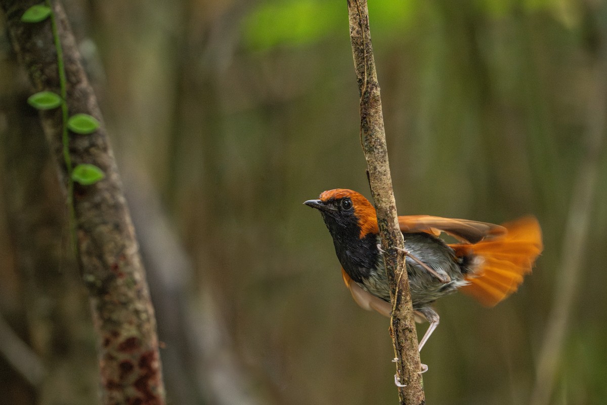 Okinawa Robin - ML619698183