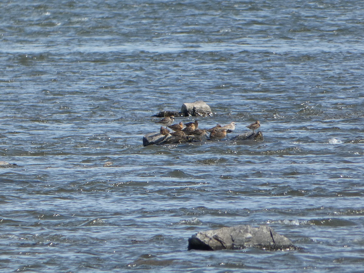 Short-billed Dowitcher - ML619698209