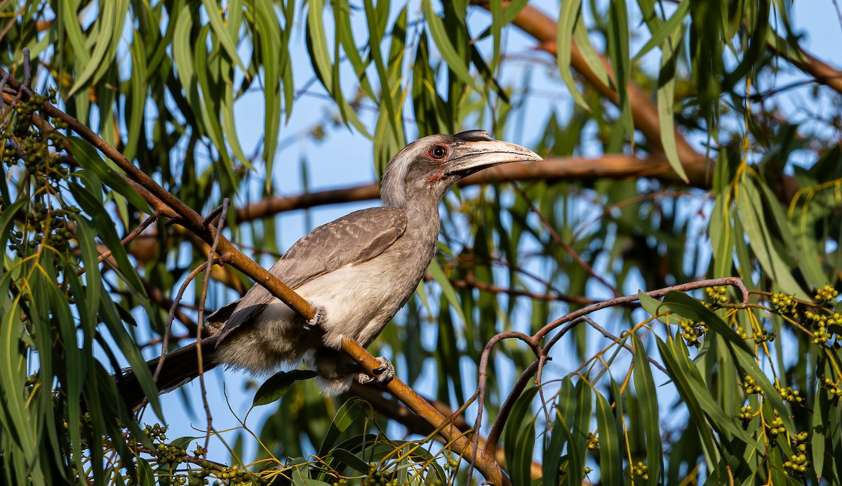 Indian Gray Hornbill - ML619698215