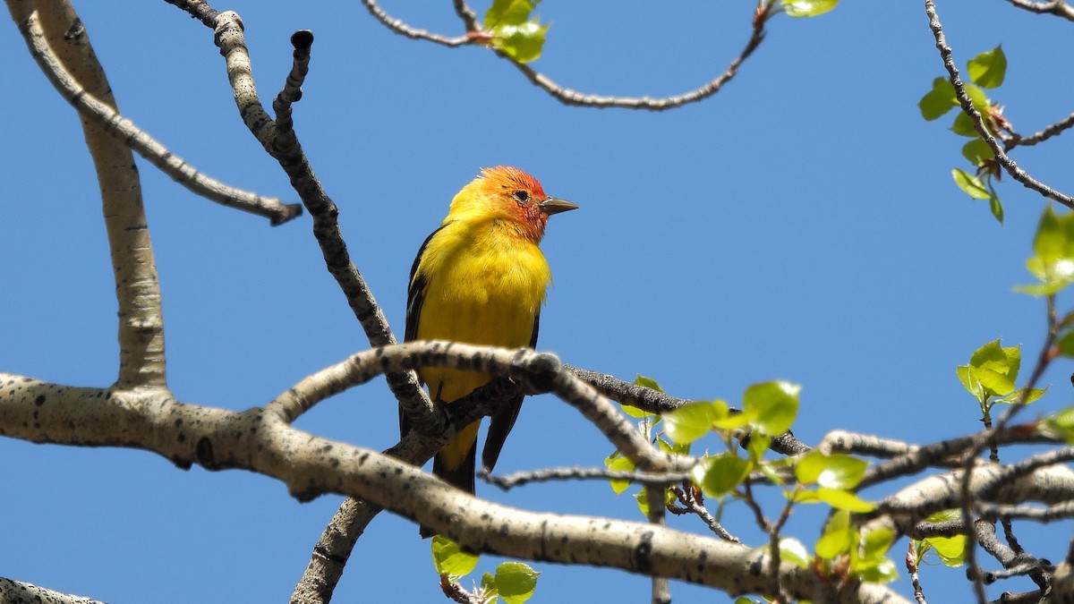 Western Tanager - ML619698230