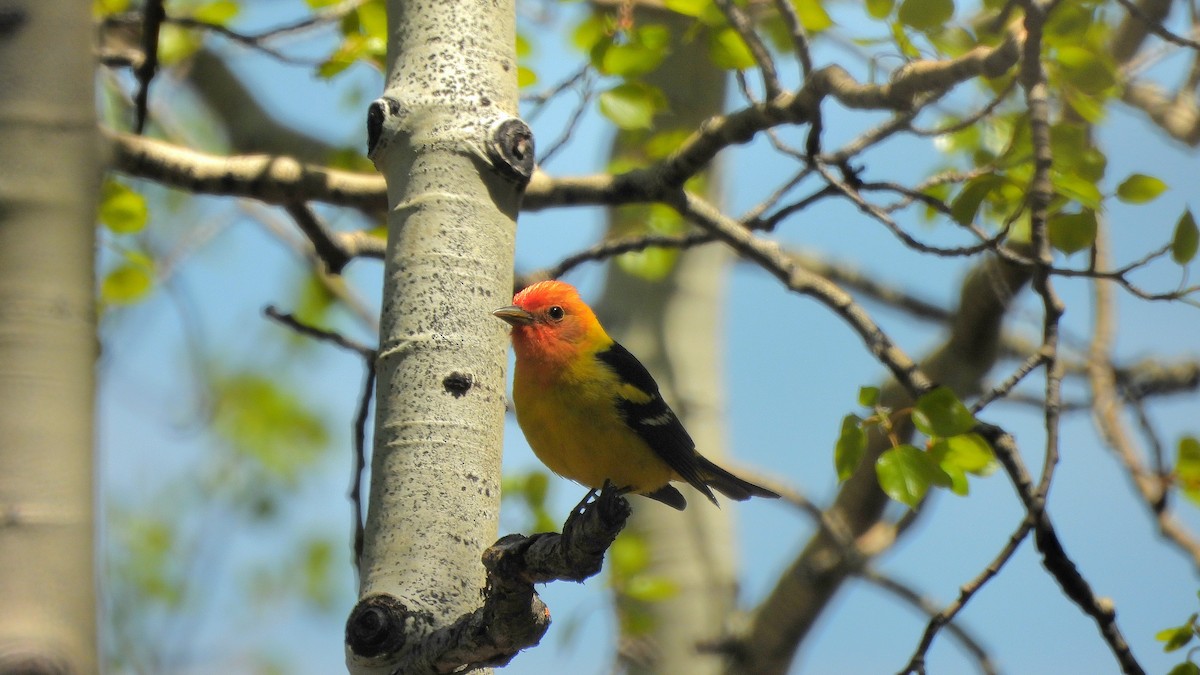 Western Tanager - ML619698231