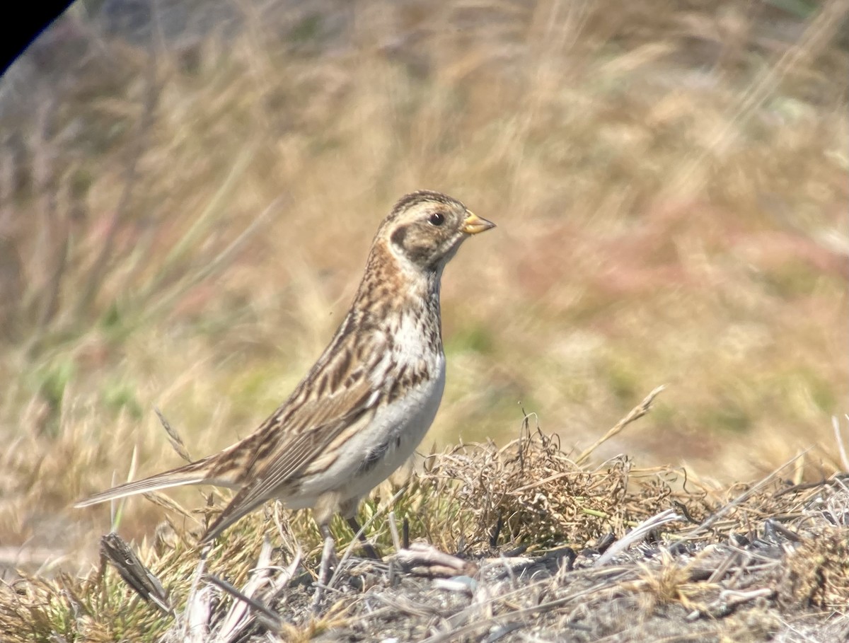 Lapland Longspur - ML619698236