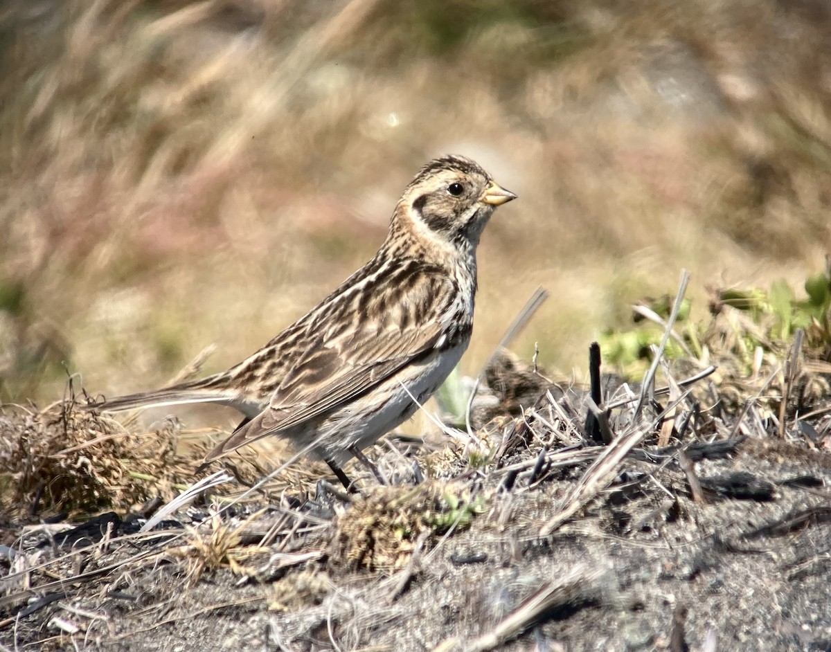 Lapland Longspur - ML619698238