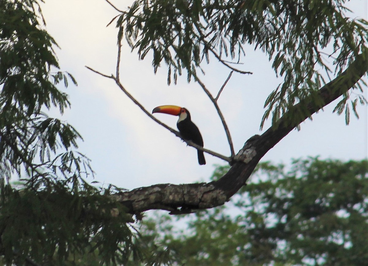 Toco Toucan - ML619698248