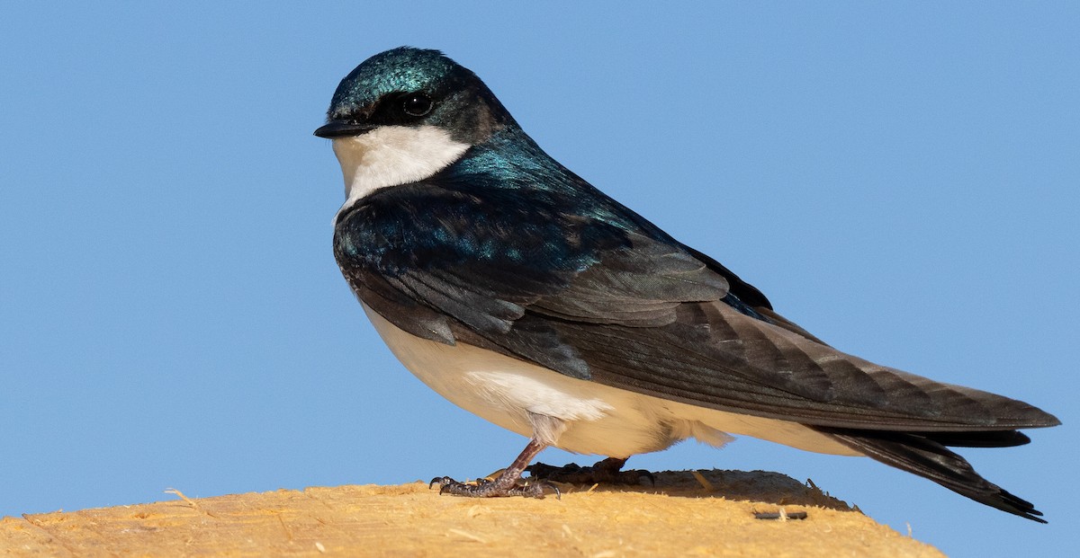 Tree Swallow - Brad Argue