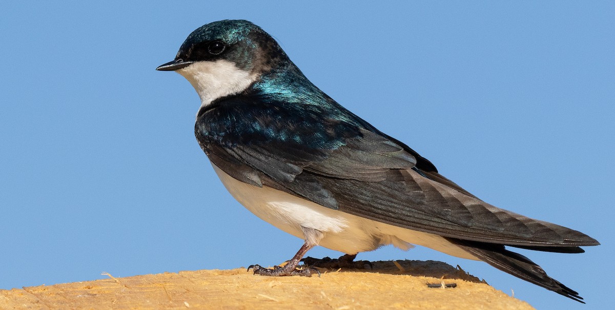 Tree Swallow - ML619698250