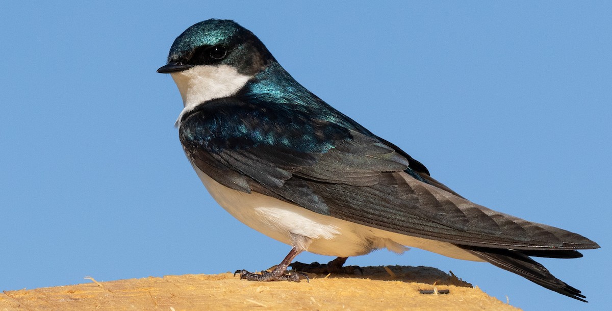 Golondrina Bicolor - ML619698251