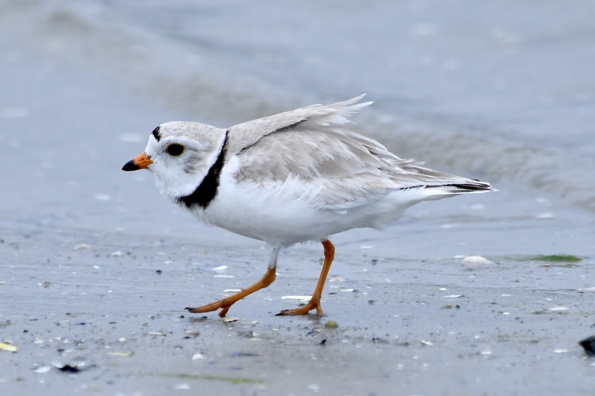 Piping Plover - ML619698253