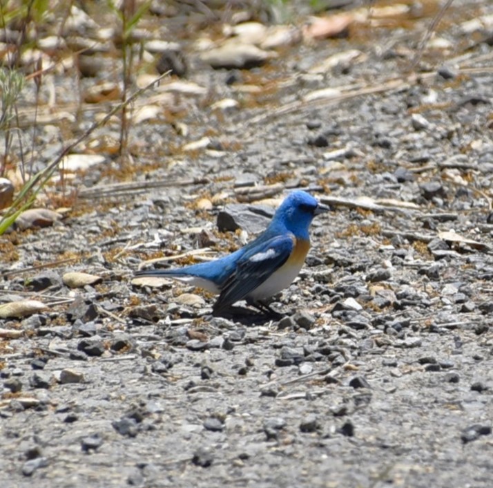 Lazuli Bunting - ML619698279