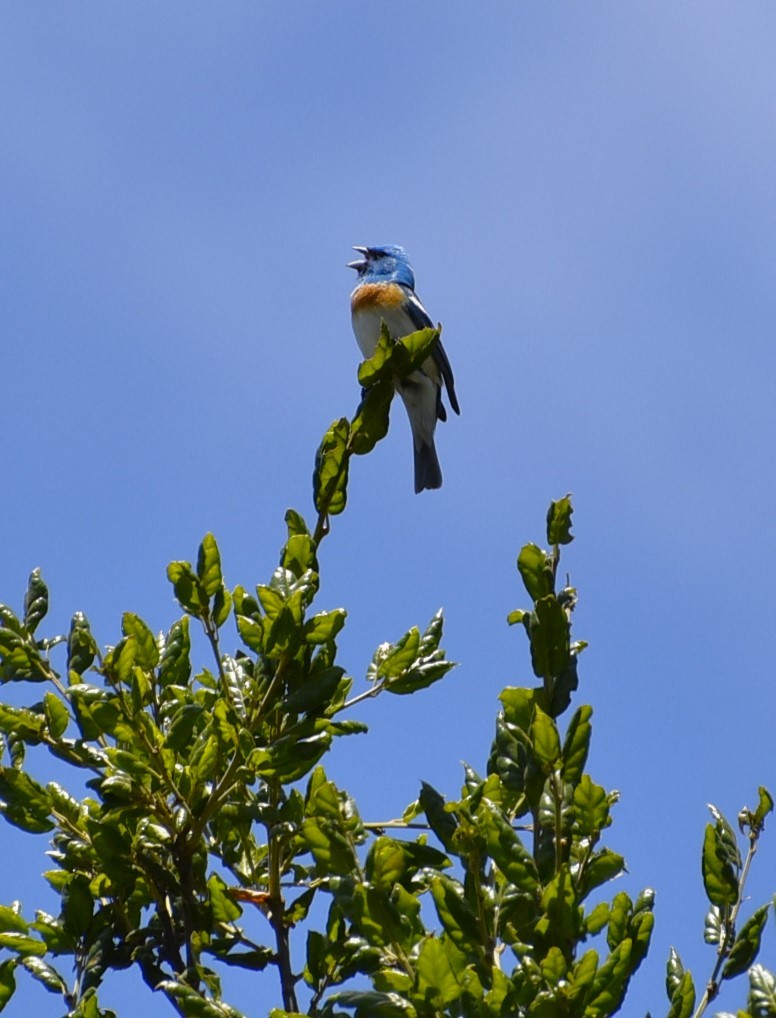 Lazuli Bunting - ML619698282