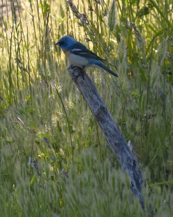 Lazuli Bunting - ML619698285