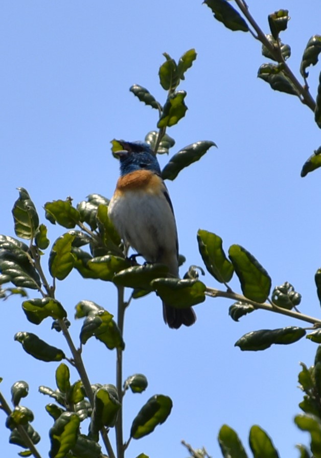 Lazuli Bunting - Greg Madrigal