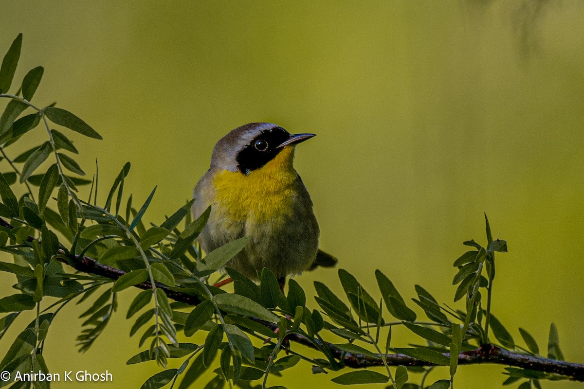 Common Yellowthroat - ML619698302