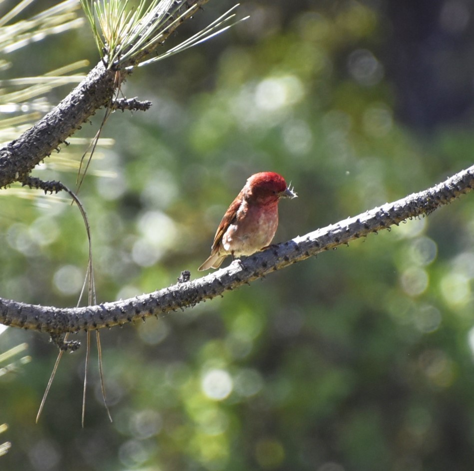 Purple Finch - ML619698305