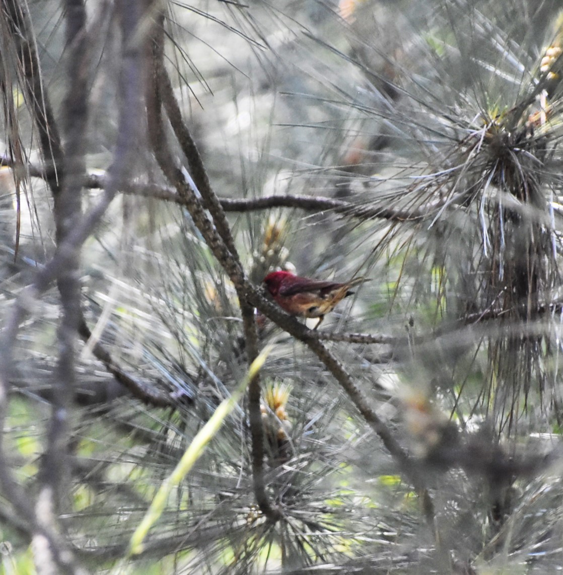 Purple Finch - ML619698306