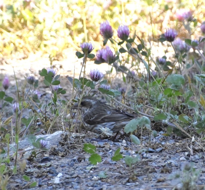 Purple Finch - ML619698307