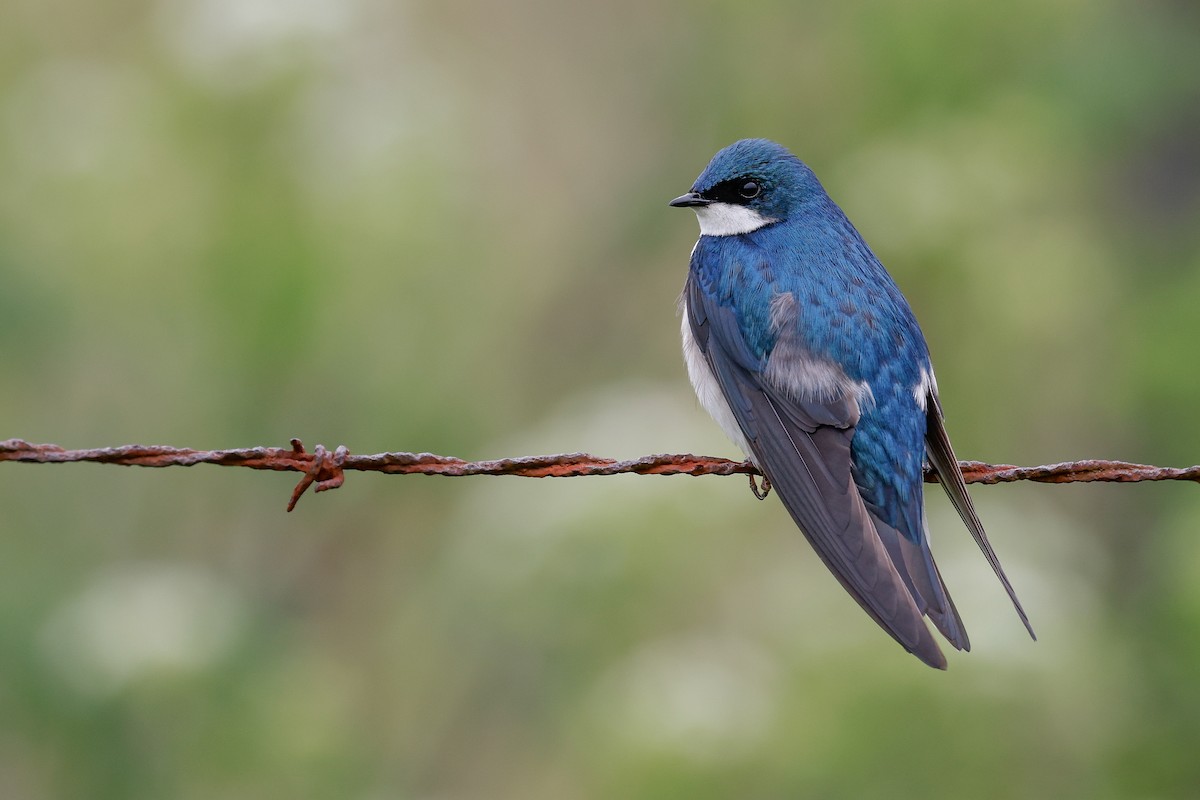 Tree Swallow - Baxter Beamer