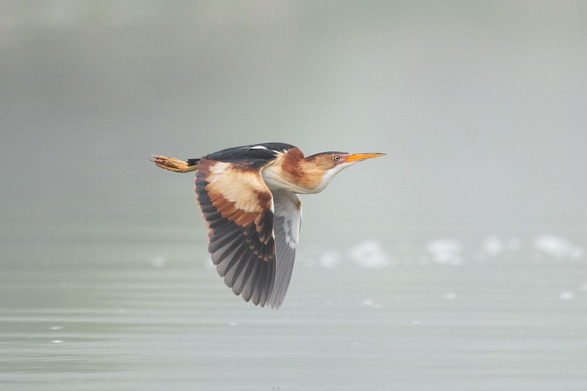 Least Bittern - Ryan Griffiths