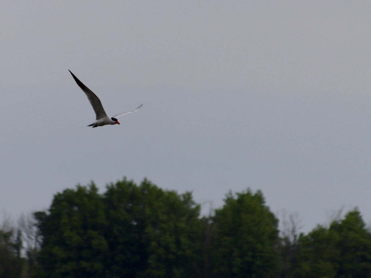 Caspian Tern - ML619698317