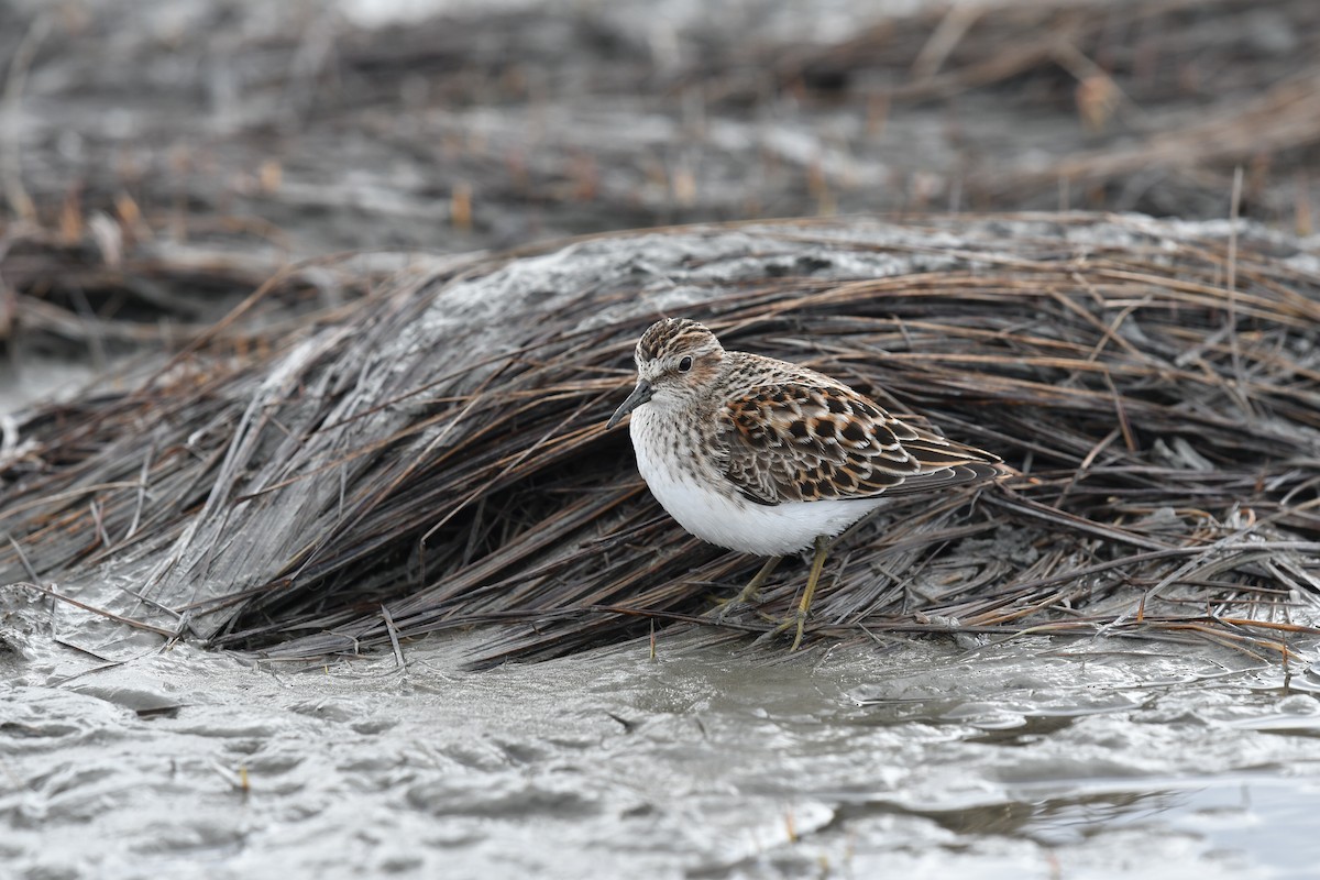 pygmésnipe - ML619698334