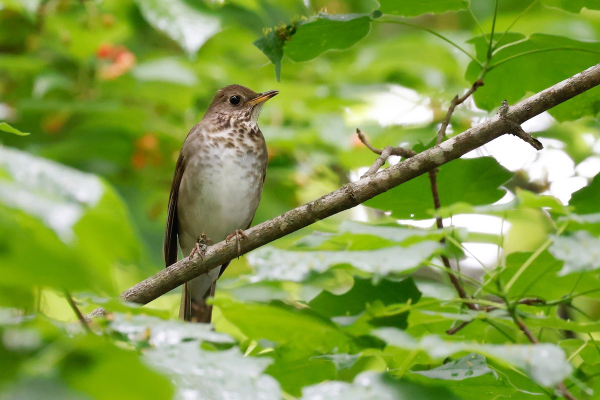 Gray-cheeked Thrush - ML619698340