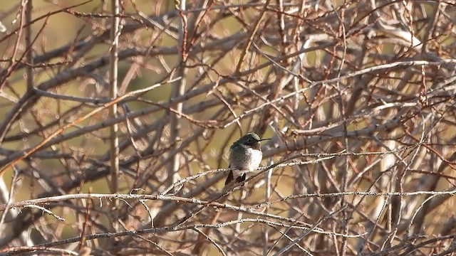 Geniş Kuyruklu Kolibri - ML619698342