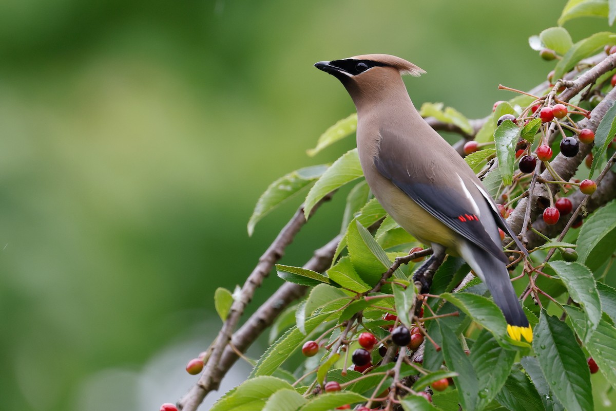 Cedar Waxwing - ML619698350