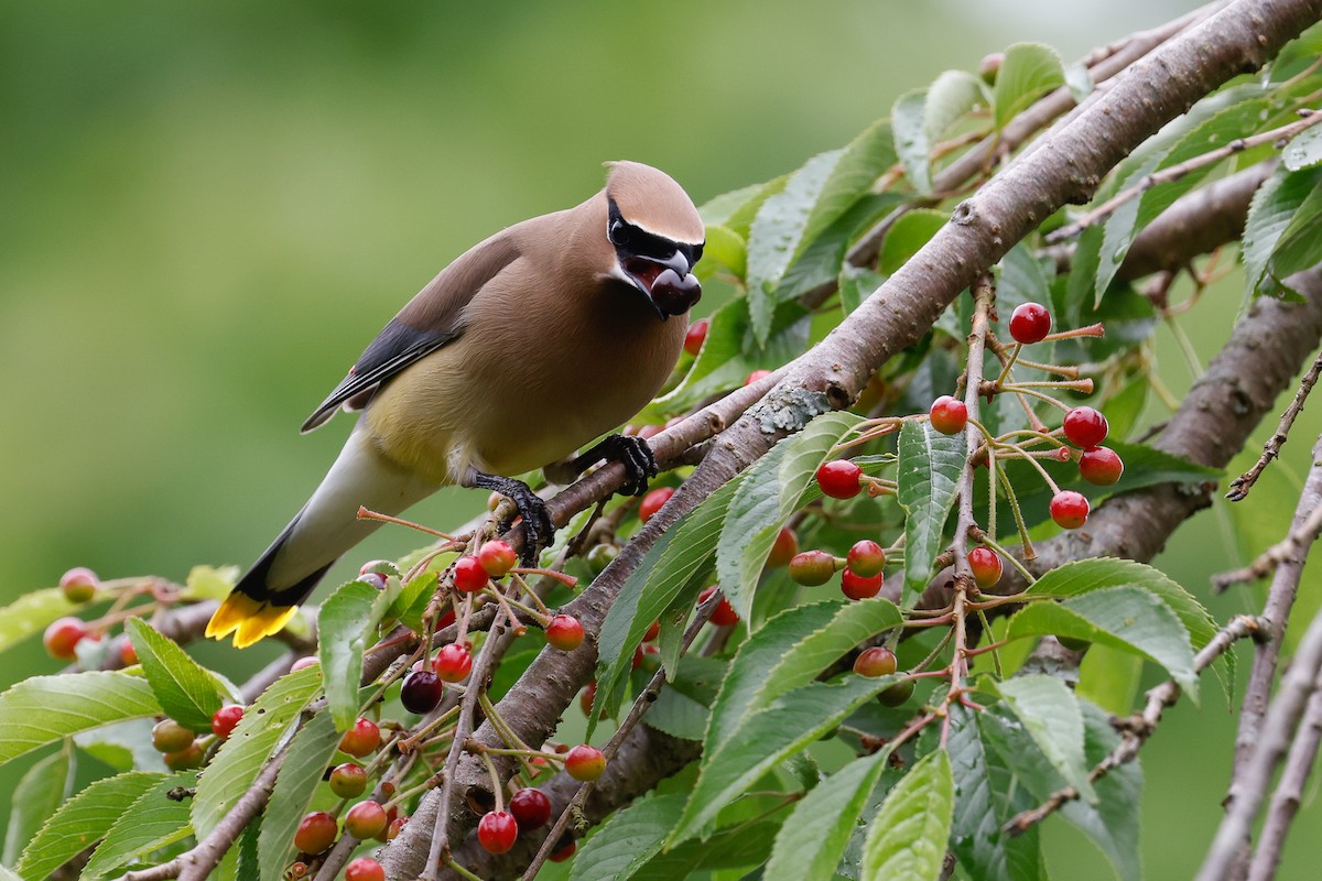 Cedar Waxwing - ML619698351