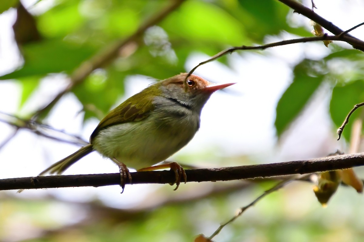 Common Tailorbird - ML619698352