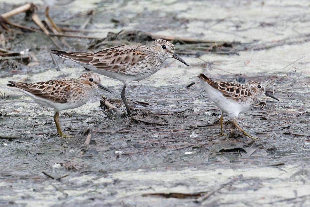 White-rumped Sandpiper - ML619698372